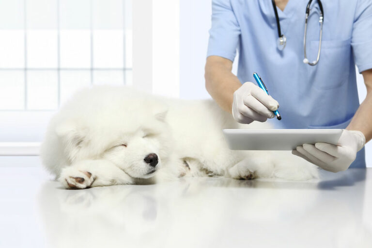 4 signs that one’s pet dog is sick